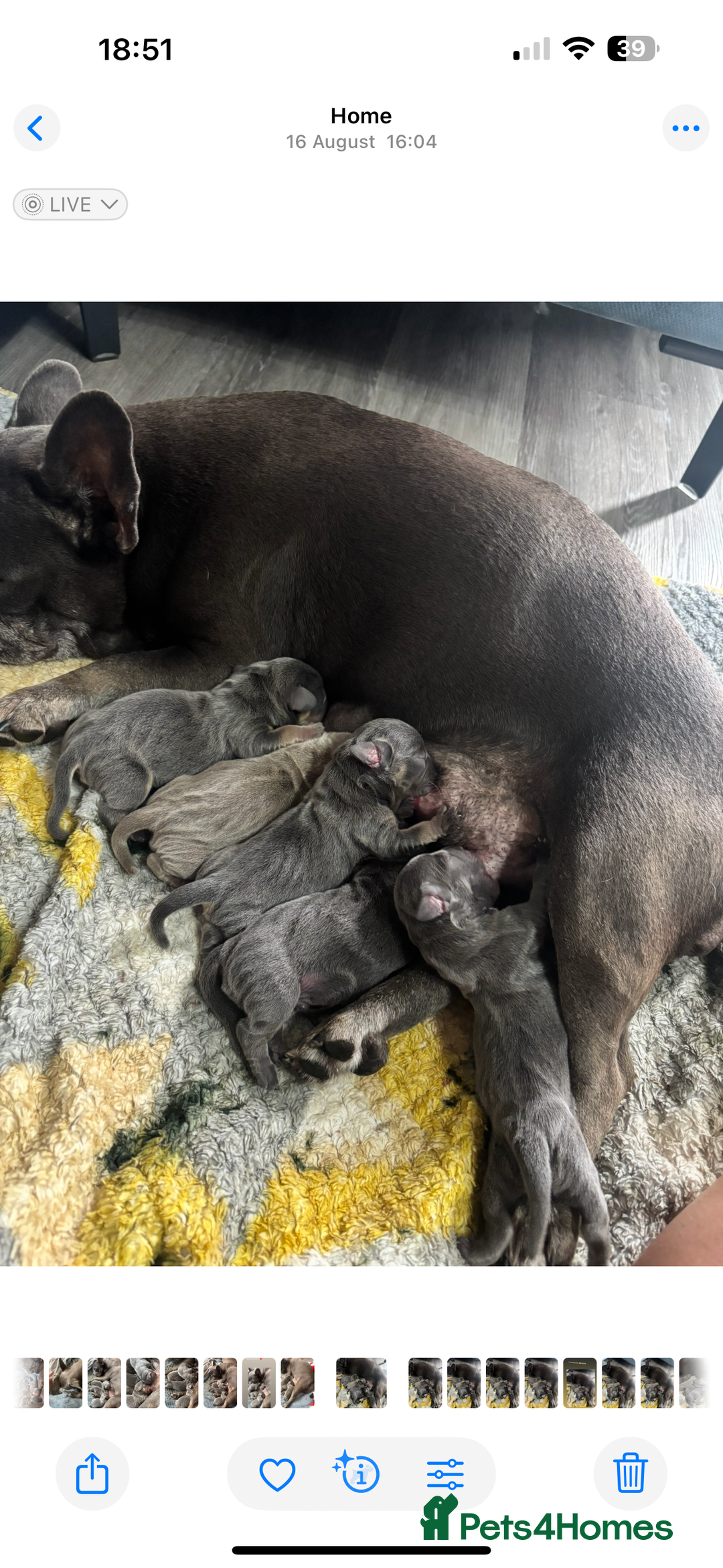 Mixed Breed dogs for sale: Unreal Frenchweiner puppy’s 🥹 - Image 22