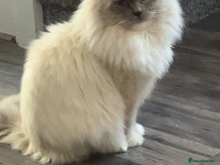 Ragdoll cats Male Ragdoll 18 months old - Advert 15
