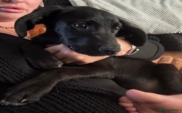 Mixed Breed dogs for sale: Labrador x Cane Corso Pups in Stockton-on-Tees - Image 1