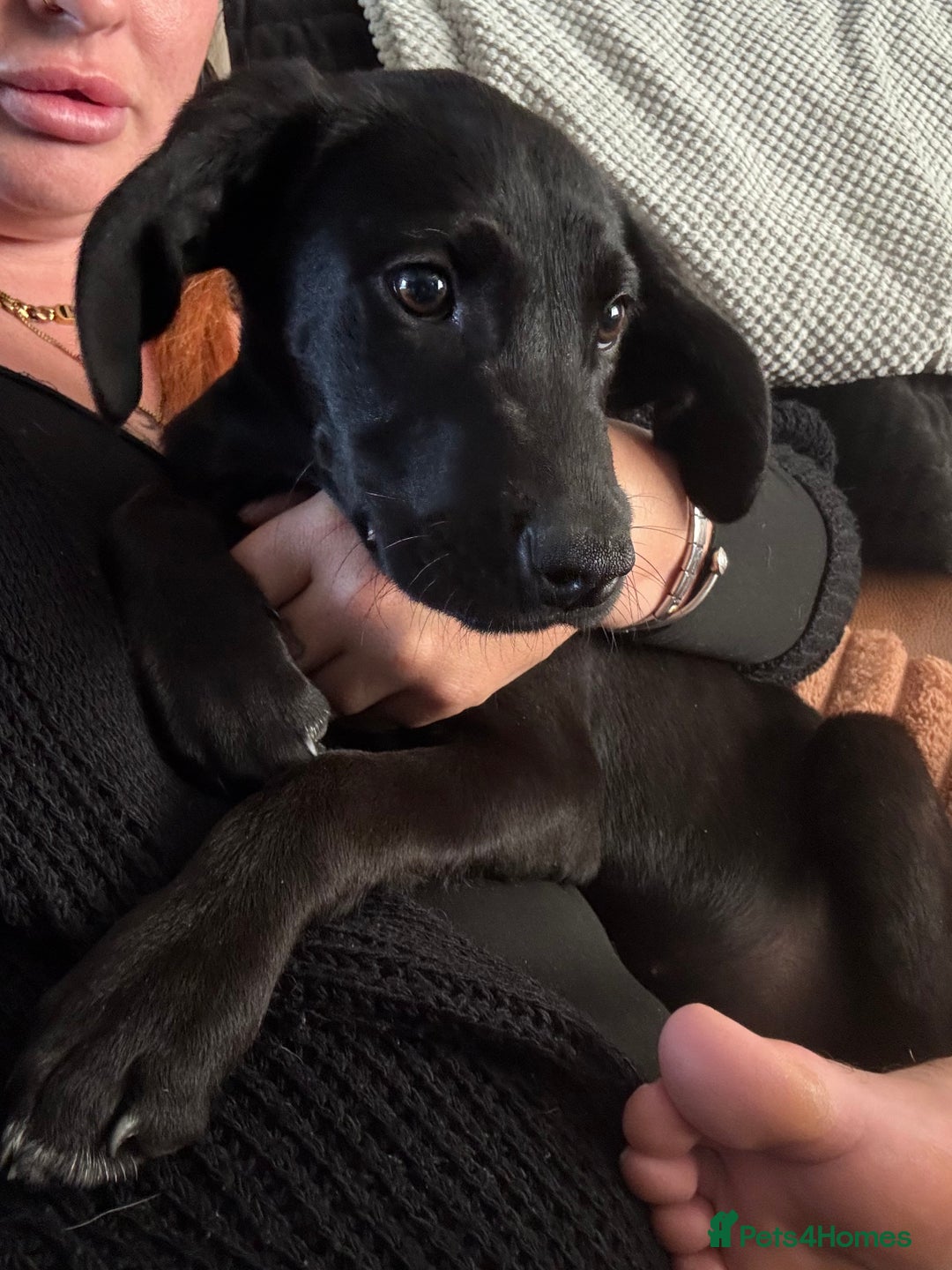 Mixed Breed dogs for sale: Labrador x Cane Corso Pups in Stockton-on-Tees - Image 1