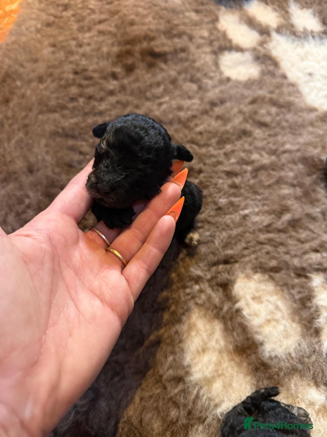 Toy Poodle dogs for sale: Pedigree Toy Poodle puppies, DNA tested parents - Image 33
