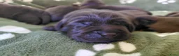 Labrador Retriever dogs for sale: Chocolate Labradors Puppies,Health Tested Parents  - Advert 7