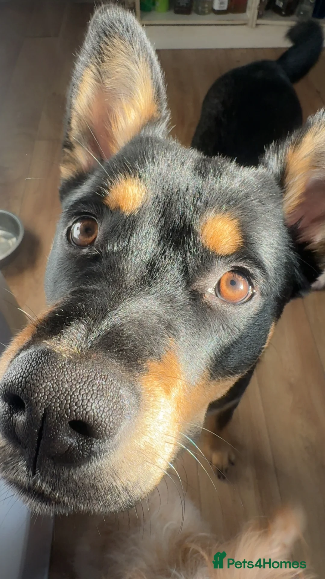 Mixed Breed dogs for sale: New home needed  - Advert 3