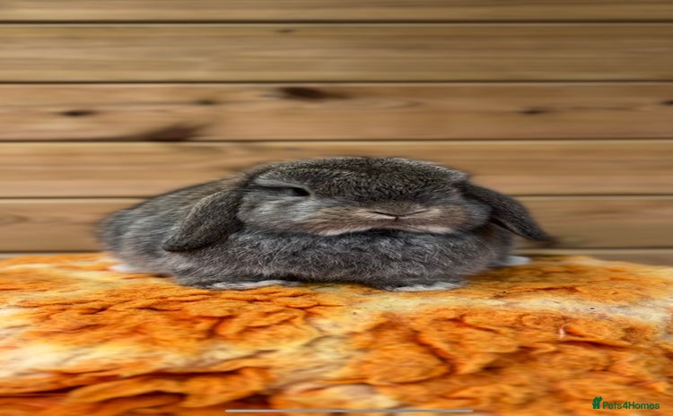 Mini Lop rabbits - Advert 8