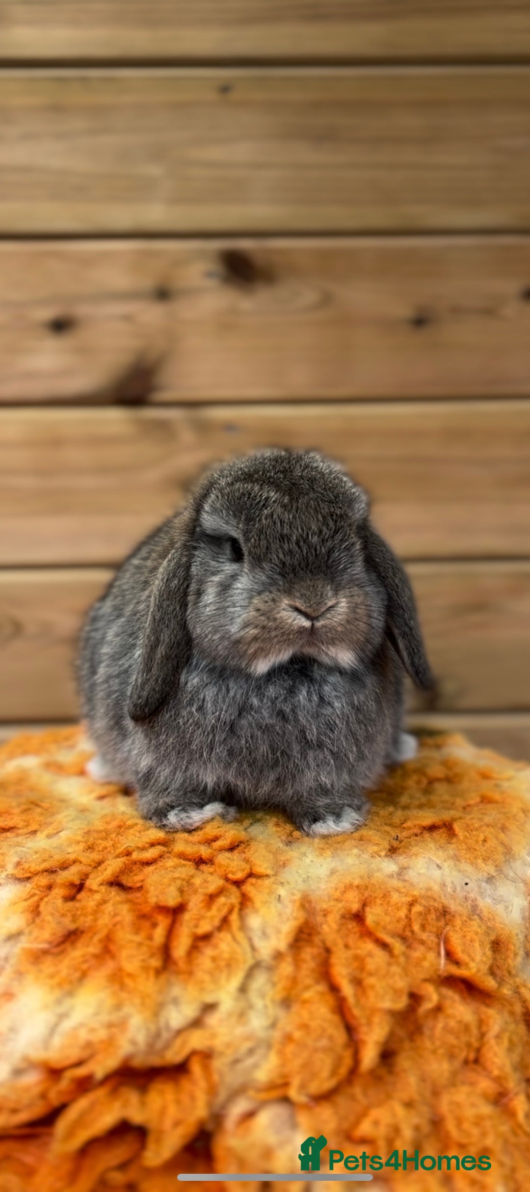 Mini Lop rabbits for sale: Friendly Mini Lops - Advert 1