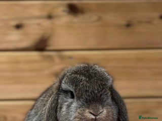 Mini Lop rabbits for sale: Friendly Mini Lops - Advert 1