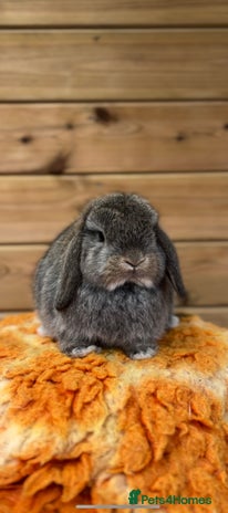 Mini Lop rabbits - Advert 14