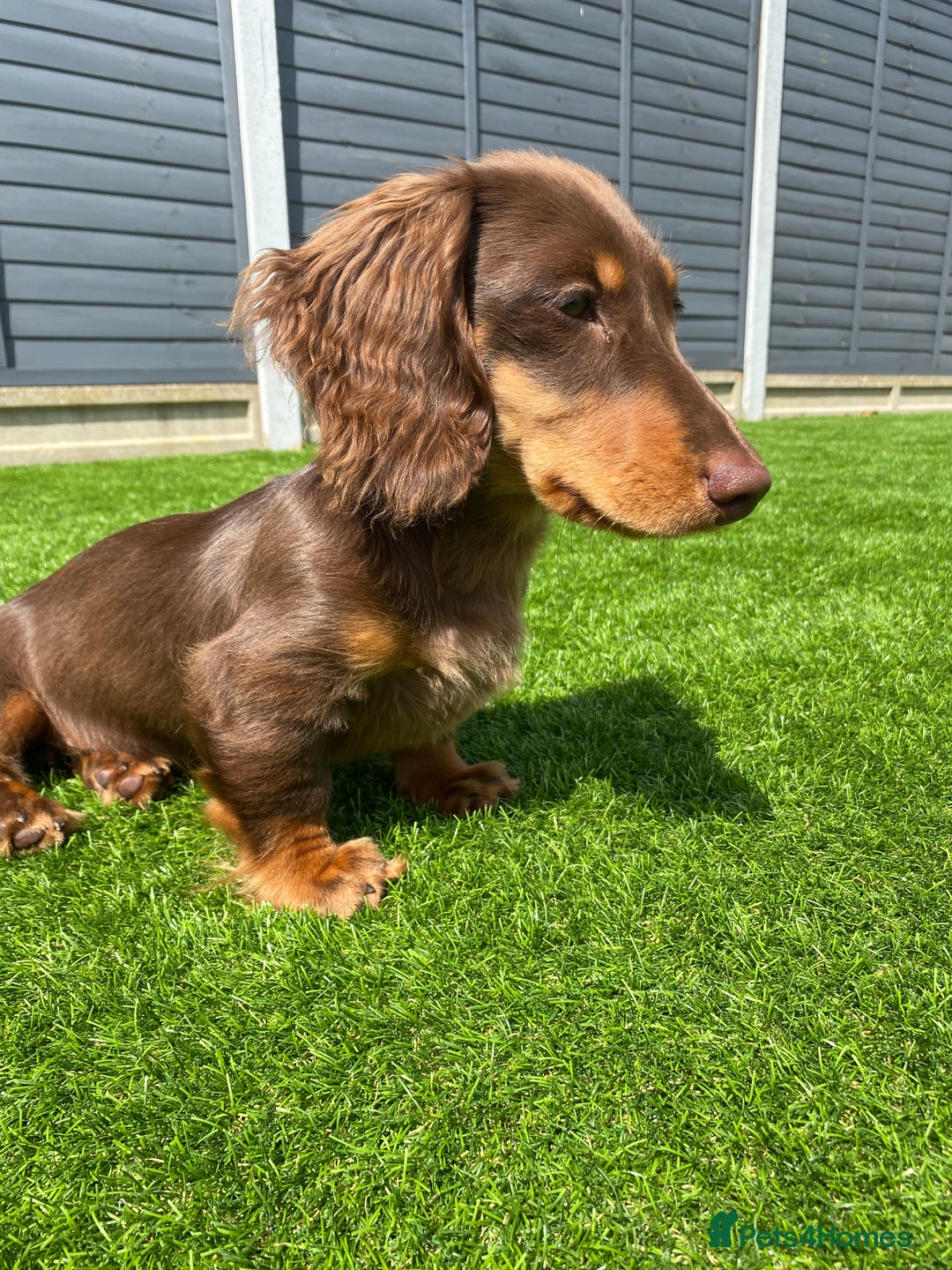 Miniature Dachshund dogs for stud: Long-haired miniature Dachshund in Hitchin - Advert 12