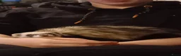 Ferret rodents for sale: Female ferrets  - Advert 2