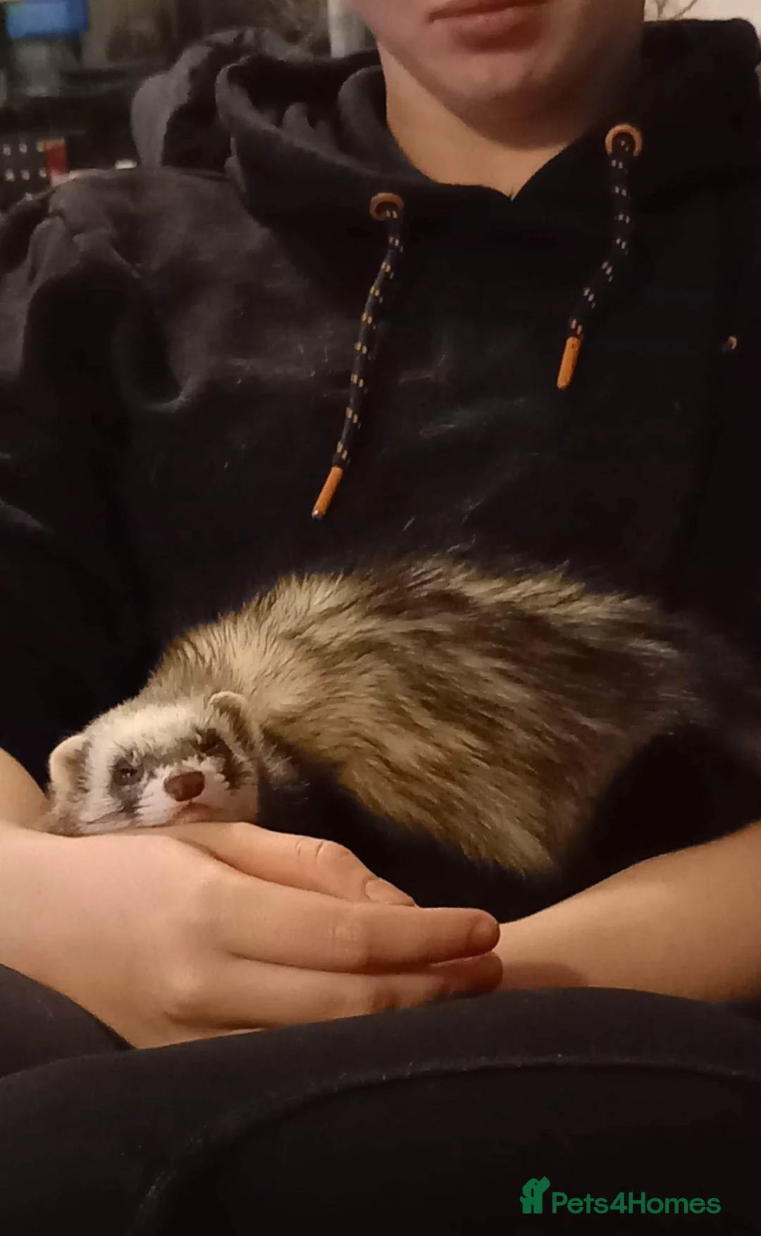 Ferret rodents for sale: Female ferrets  - Advert 2