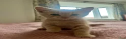 Ragdoll cats for sale: Ragdoll x British short hair ginger boy kitten  - Advert 6