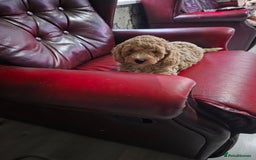 Cockapoo dogs for sale: F1b cockapoos ONLY 1 boy left READY NOW - Image 17