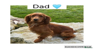 Cocker Spaniel dogs - Advert 5