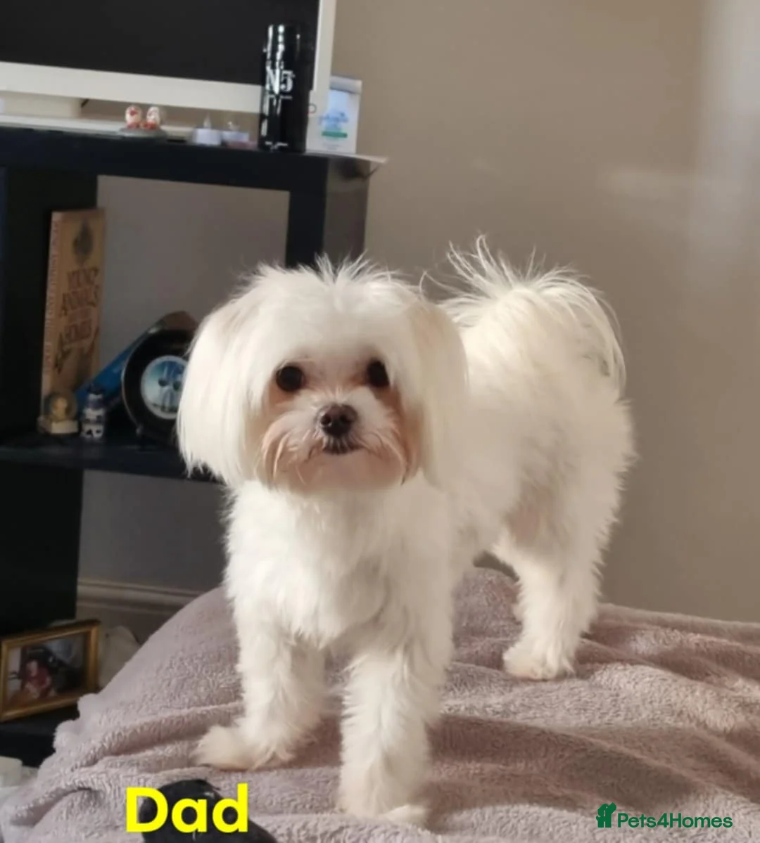 Maltese dogs for sale: Maltese puppies  - Advert 4