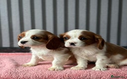 Cavalier King Charles Spaniel dogs for sale: 5 beautiful King Charles cavaliers - Image 2