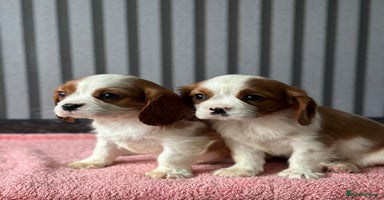 Cavalier King Charles Spaniel dogs - Advert 7