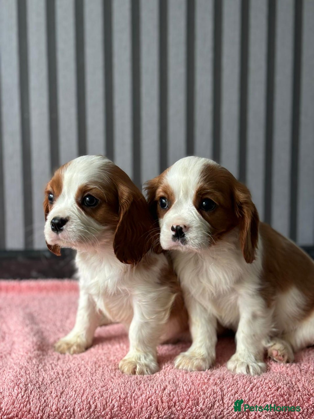 Cavalier King Charles Spaniel dogs for sale: 5 beautiful King Charles cavaliers - Image 2