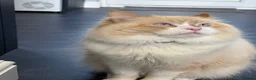 British Longhair cats for sale: British long hair crossed chunky kittens - Advert 7