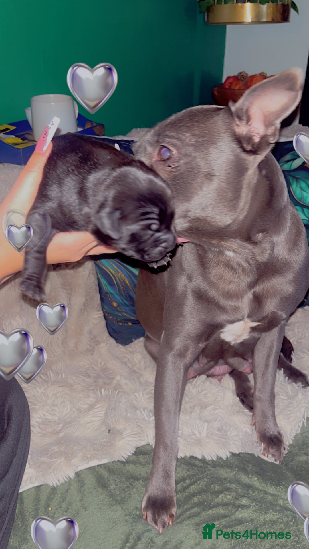 Mixed Breed dogs for sale: Staffradore - Advert 2