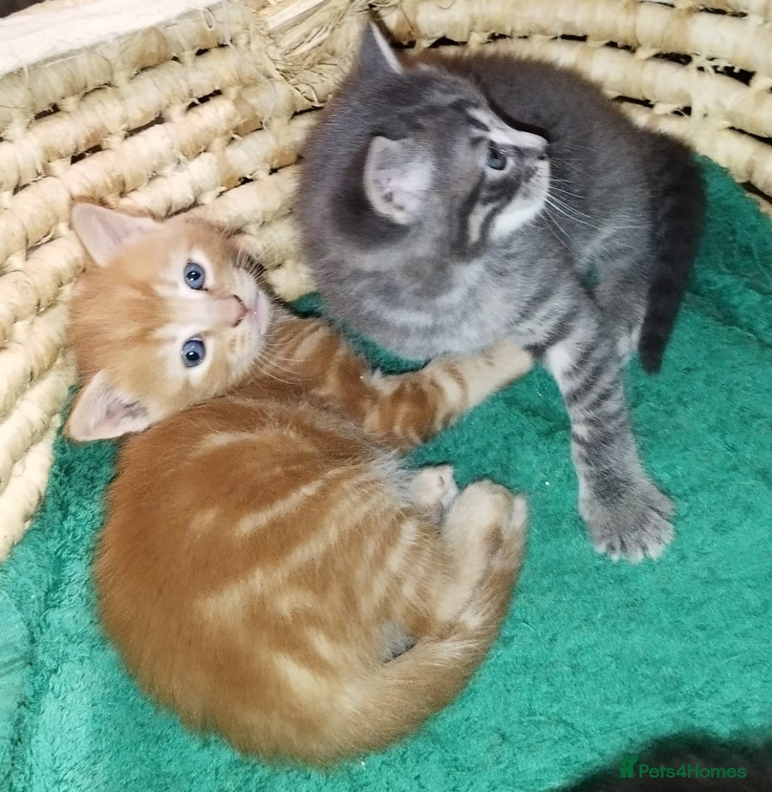 Mixed Breed cats for sale: Amazing, very beautiful kittens 3 boys, 1 girl - Advert 10