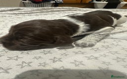 Sprocker dogs for sale: Beautiful sprockers  - Image 27