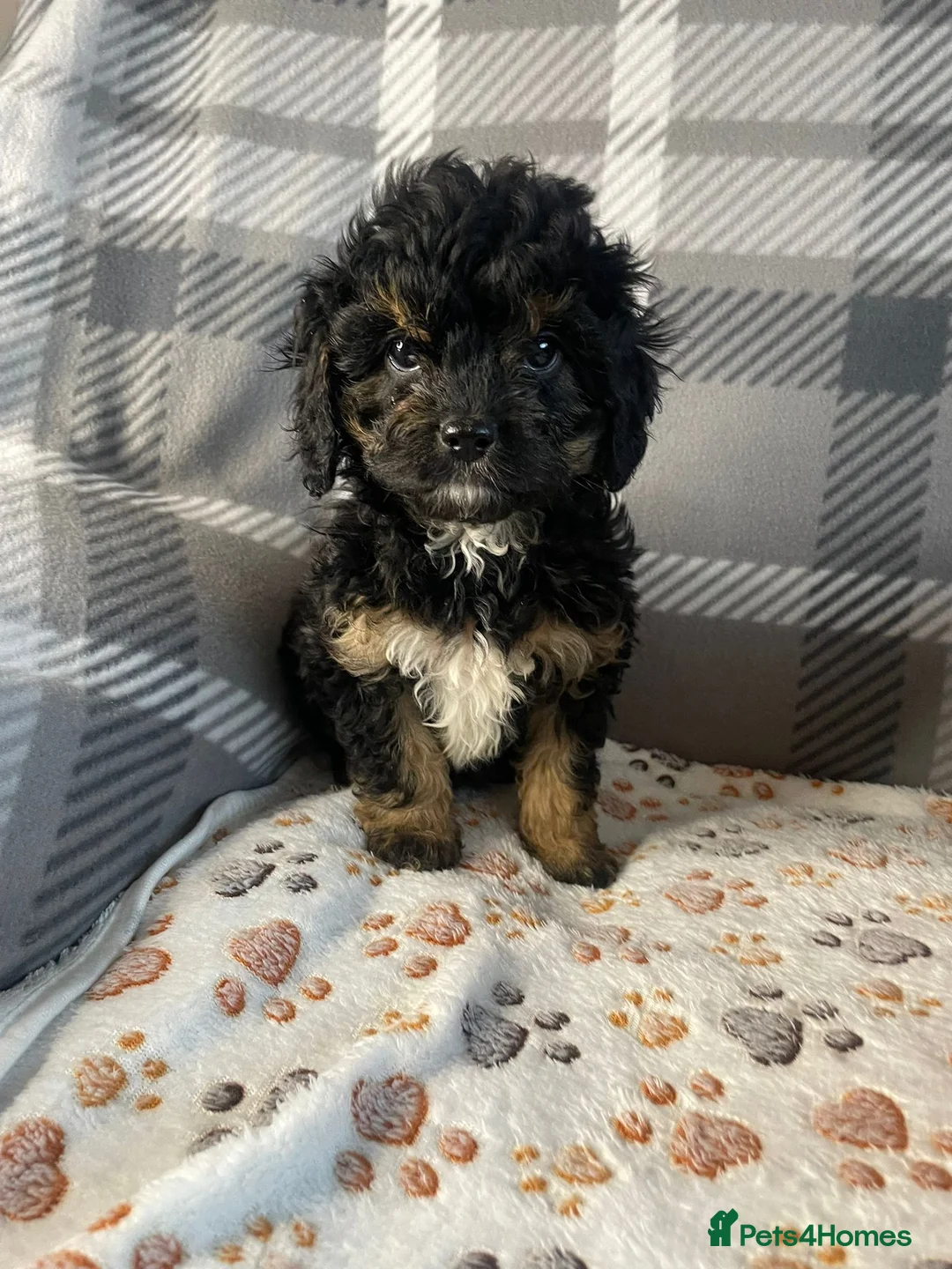 Cavapoo dogs for sale: Tiny cavapoos - Advert 8