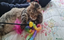 Mixed Breed cats for adoption: Rio wants warm cuddles and lots of fuss - Image 7
