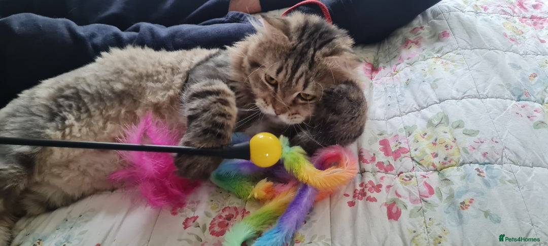 Mixed Breed cats for adoption: Rio wants warm cuddles and lots of fuss - Image 7