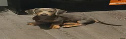 Miniature Dachshund dogs for sale: KC Registered Miniature Dachshund Puppy - Advert 3