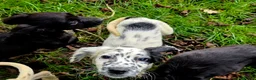 Cocker Spaniel dogs for sale: ❗️ONLY 3 LEFT COCKER SPANIEL LEFT❗️ - Advert 7