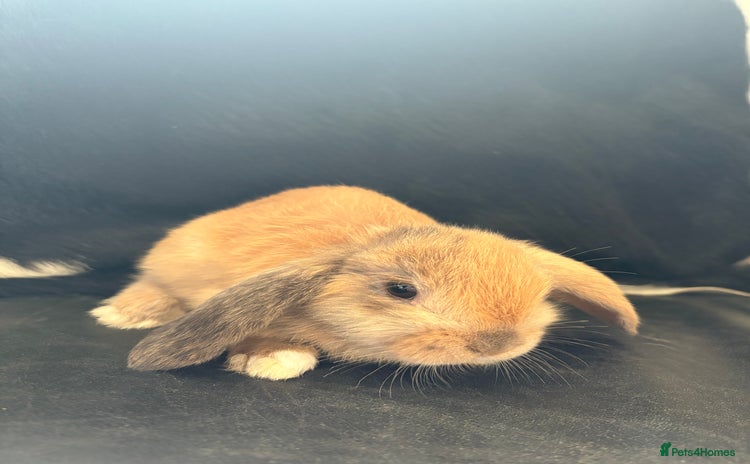 English Lop rabbits - Advert 2