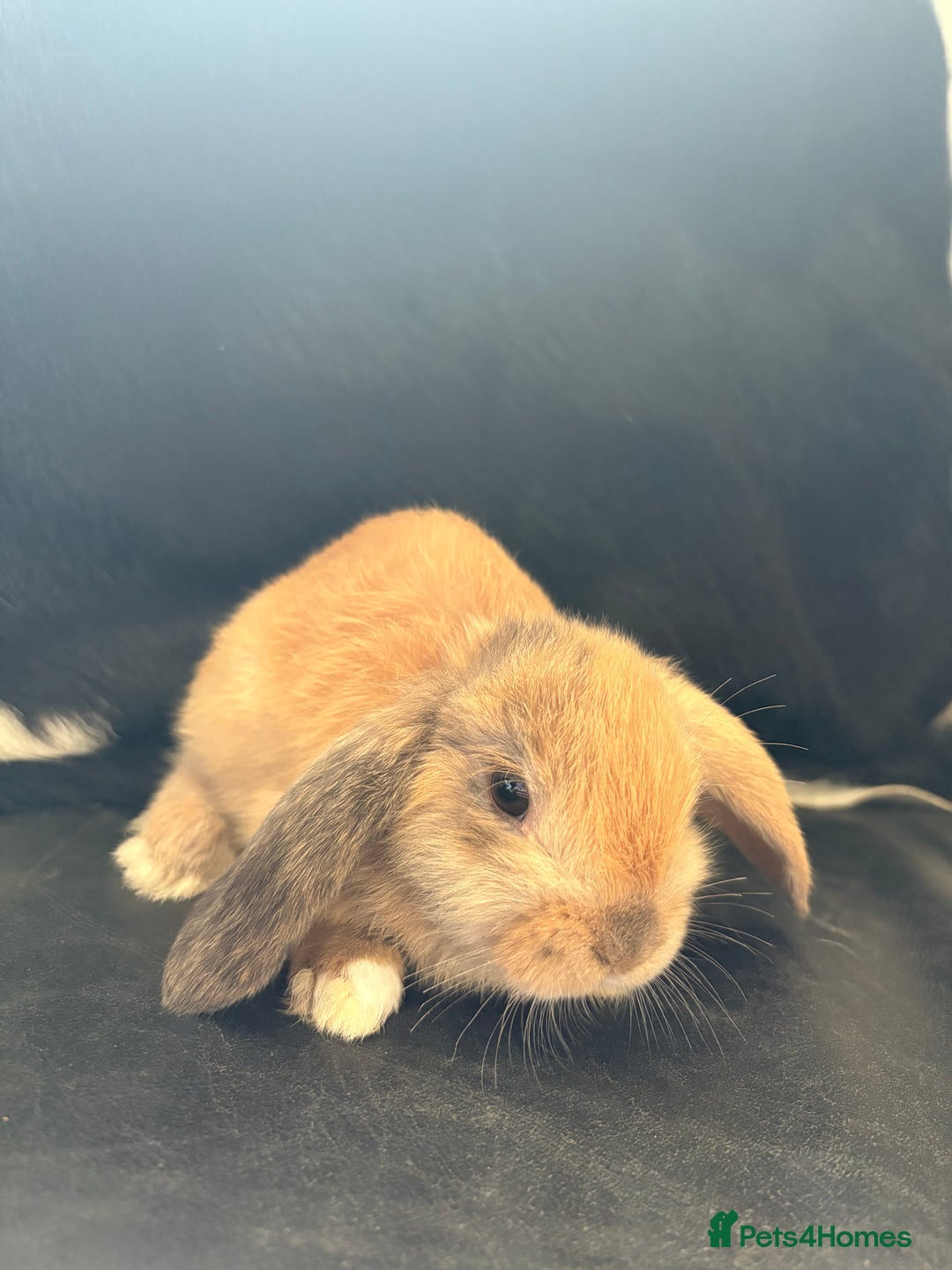 English Lop rabbits for sale: English lop rabbits  - Image 1