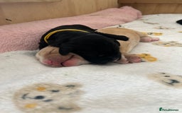 Cockerdor dogs for sale: Cockador Puppies for sale - Image 22