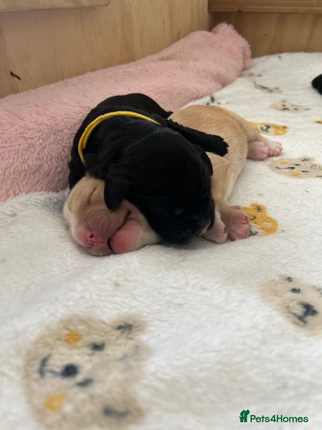 Cockerdor dogs for sale: Cockador Puppies for sale - Image 22