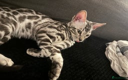 Bengal cats for sale: Silver rosetted Bengal🐆 - Image 1
