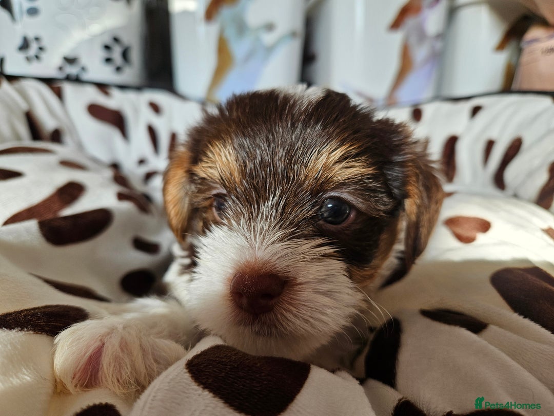 Yorkshire Terrier dogs for sale: DNA TESTED Father - Yorkshire Terrier puppies  - Image 30