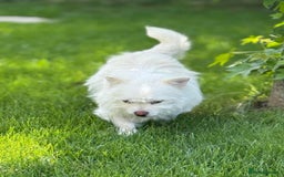 Mixed Breed dogs for adoption: Sonic - Dereham Norfolk  - Image 14