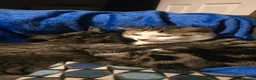 Mixed Breed cats for sale: 2 cats to be homed together in Stoke-on-Trent - Advert 1