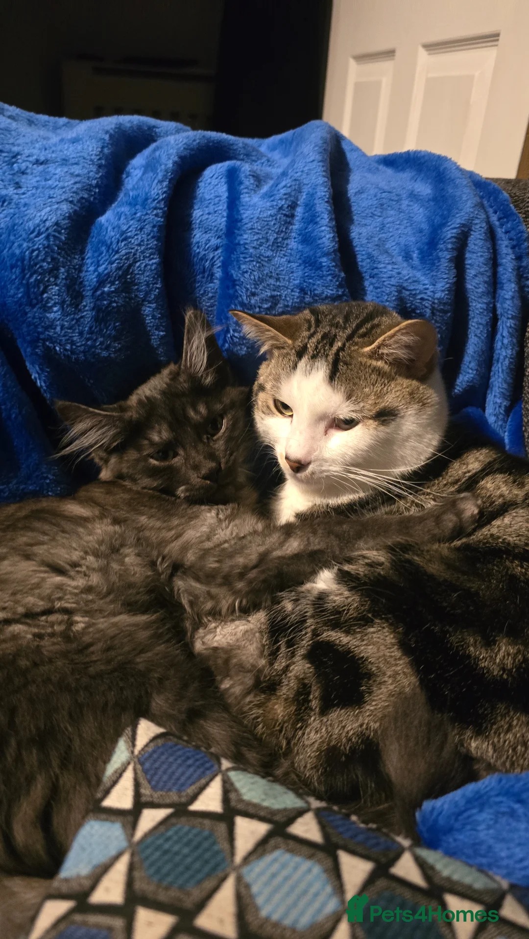 Mixed Breed cats for sale: 2 cats to be homed together in Stoke-on-Trent - Advert 1