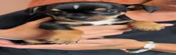 Chihuahua dogs for sale: Beautiful tiny chihuahua’s - Advert 18