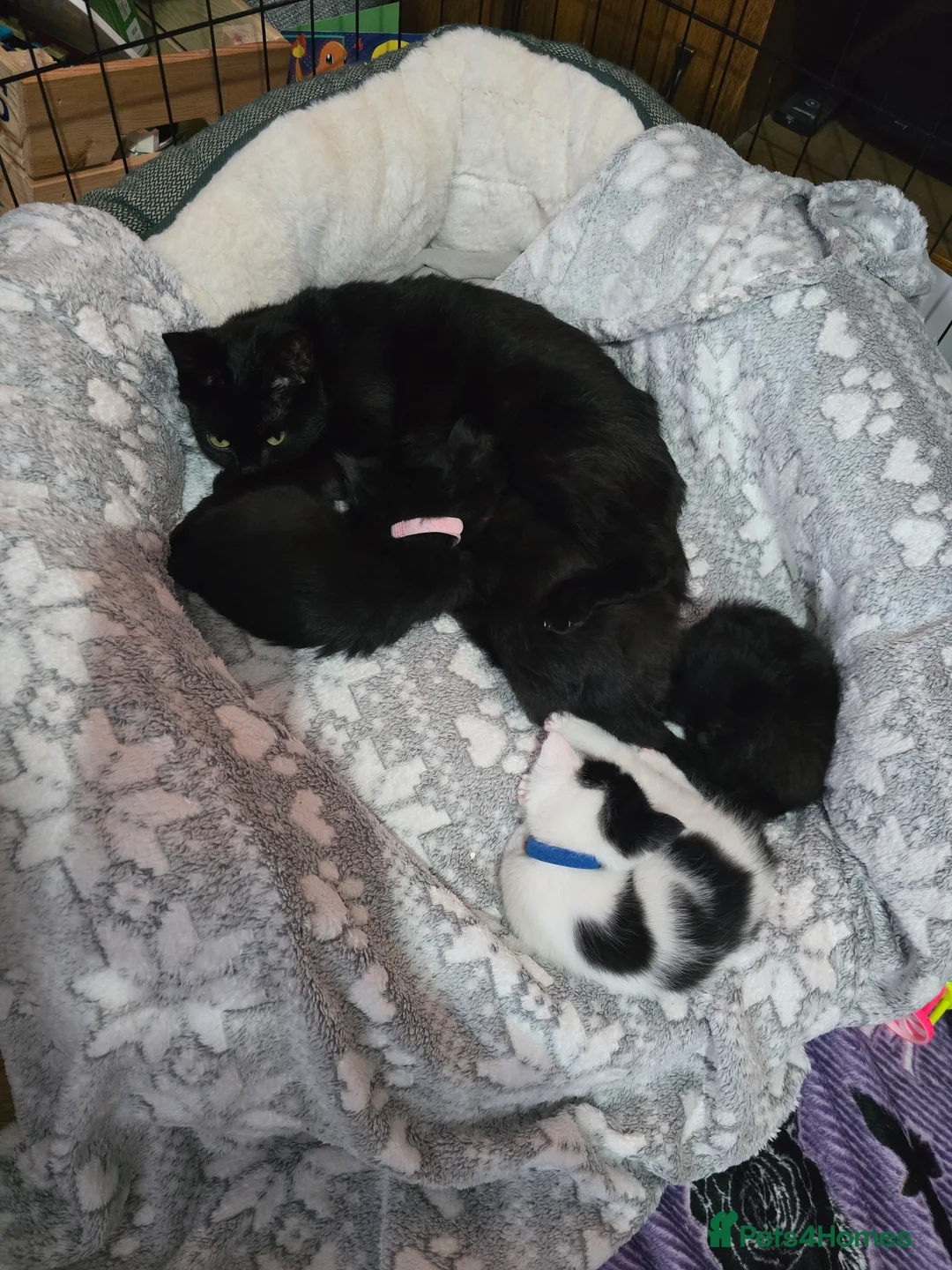 British Shorthair cats for sale: Beautiful girl kitten black in Bristol - Advert 2