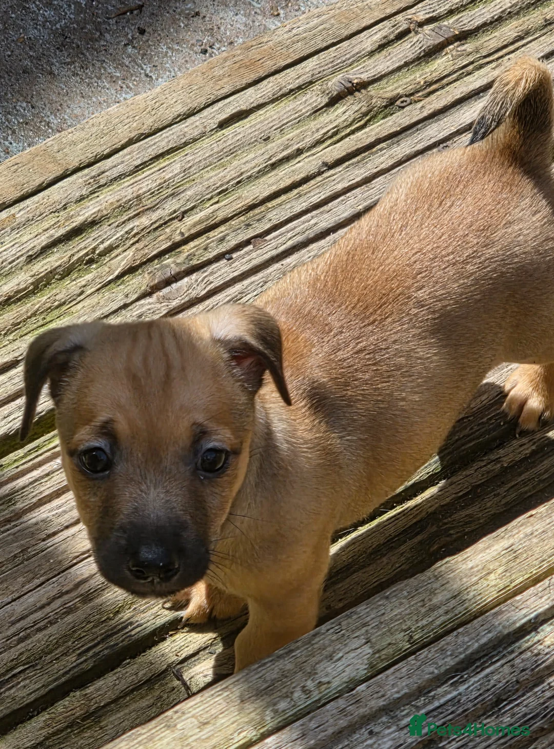 Jack Russell dogs for sale: Jack russell puppies ready now - Advert 4