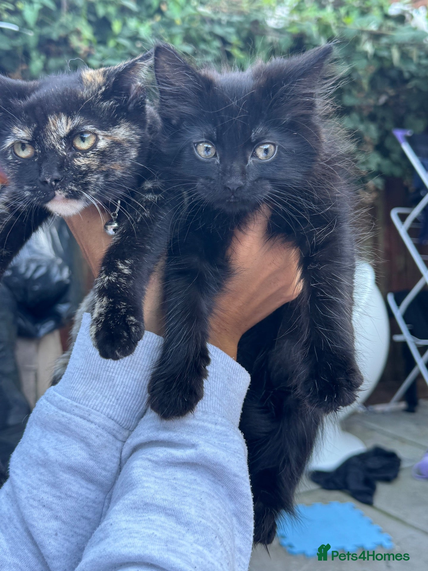Mixed Breed cats 2 girl kittens for sale - Advert 2