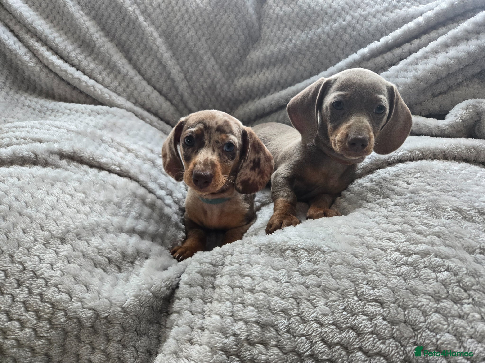 Miniature Dachshund dogs Only 2 left! Miniature Dachshund Puppies - Advert 17