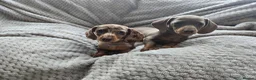 Miniature Dachshund dogs for sale: Only 2 left! Miniature Dachshund Puppies - Advert 1