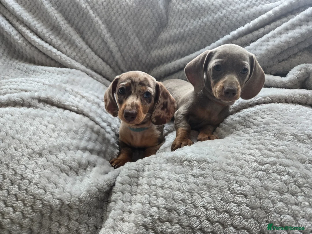 Miniature Dachshund dogs for sale: Only 2 left! Miniature Dachshund Puppies - Advert 1