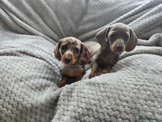 Miniature Dachshund dogs Only 2 left! Miniature Dachshund Puppies - Advert 17