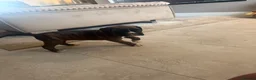 Boxer dogs for sale: ALL NOW HAVE DEPOSITS  - Advert 18