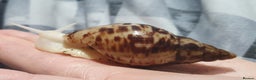 Snails invertebrates for sale: Tiger stripe albino giant african land snail  - Advert 2