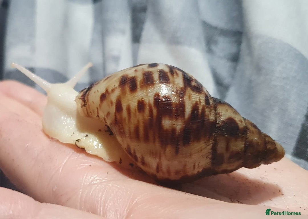 Snails invertebrates for sale: Tiger stripe albino giant african land snail  - Advert 2